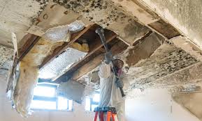 Why You Should Choose Our Mold Remediation Services in Kathleen, FL